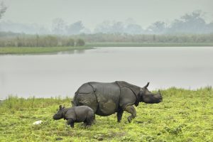 Kaziranga National Park wildlife - Rhino