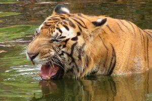 Kaziranga National Park wildlife - Bengal tiger
