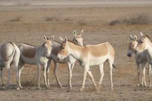 Group of asses seen on the visit to Little Rann of Kutch