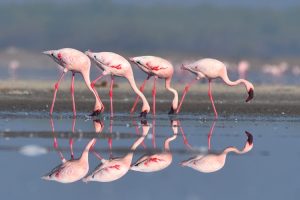 Group of Flamingos feeding, Little Rann of Kutch
