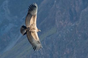 Condor above Colca Canyon