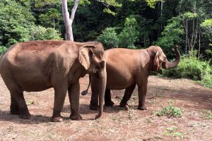 Elephants at the Elephant Valley Project