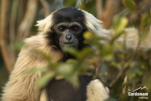 Pileated Gibbon, Cardamom