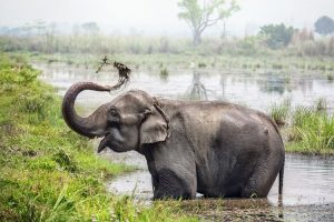 Elephant bathing in Chitwan National Park
