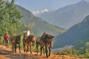 Mule train in Buri Gandakhi Valley. Image by K Reynolds