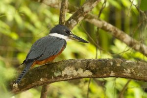 A Ranger Kingfisher at Cano Negro Wildlife Refuge in Costa Rica