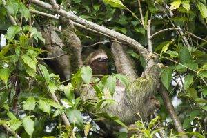 Three-toed sloth seen on a boat tour from Mawamba Lodge at Tortuguero