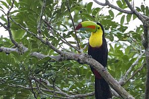 A Keel-billed toucan at Tortugeuro National Park in Costa Rica