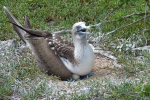 Blue footed booby, seen on safari on the Galapagos Islands