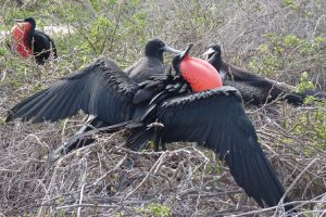 Frigate birds, seen on safari on the Galapagos Islands