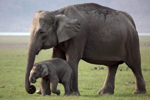 Gentle walking wildlife kerala Wild Asian elephant and baby