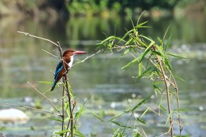 Gentle walking wildlife kerala kingfisher backwaters