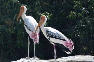 Gentle walking wildlife kerala painted storks