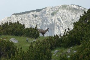 Montenegro wildlife - Chamois, Durmitor National Park. Image by Mr & Mrs Hall