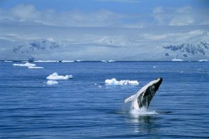 Humpback whale sighting, Antarctica