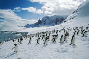Visit penguin colonies, Antarctica