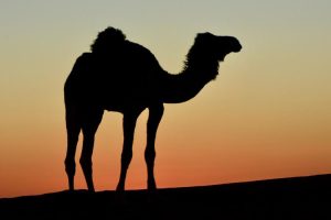 Camel silhouette in the Moroccan sunset