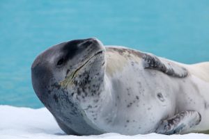 Antarctica wildlife - sea lion