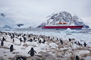 Antarctica wildlife - penguins
