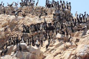 Seabirds on the Ballestas Islands