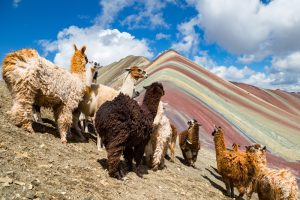 Alpacas on Rainbow Mountain