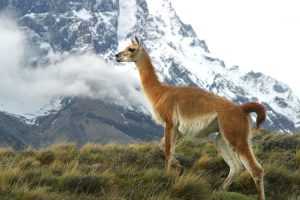 Patagonia wildlife - Guanacos. Image by L.H. Herreros