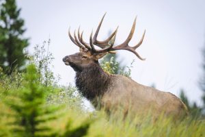 A bull elk