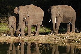 Bardia national park nepal