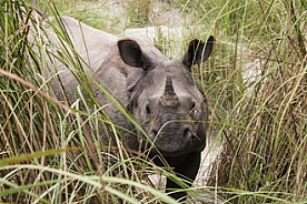 Chitwan national park s hobson