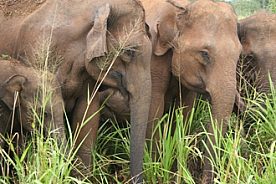 Gentle Walking Sri Lanka