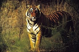 Ranthambore national park india m butterworth