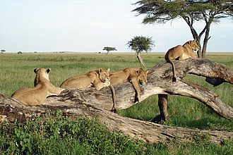 Tanzania safari and zanzibar