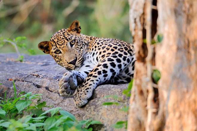 See Big Cats in the Wild - Top 5 Destinations for Sightings | Mountain ...